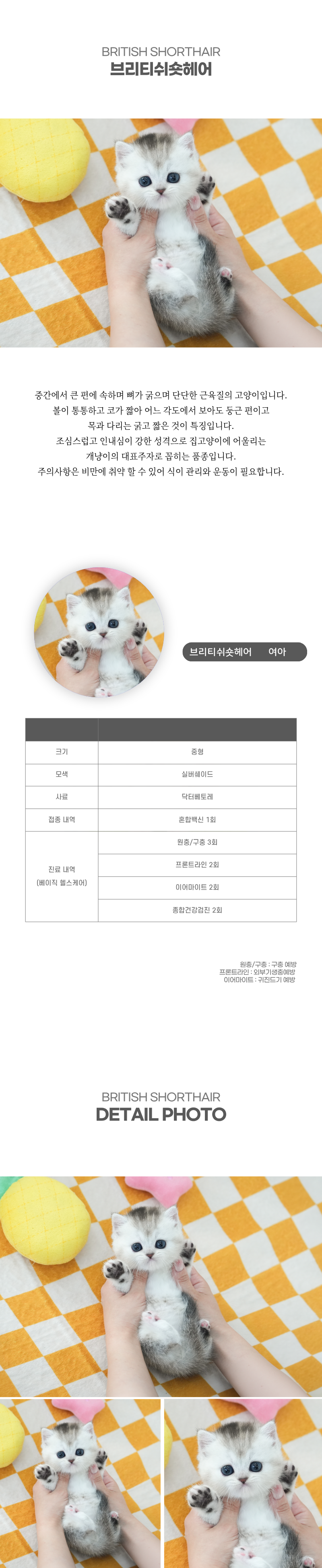 브리티쉬숏헤어_상세이미지_2